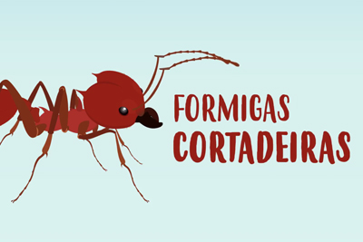 Formigas