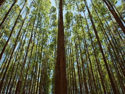 BemAgro conclui rodada de R$15 milhões com aportes da Suzano e ATVOS, e anuncia R$ 35 milhões em contratos
