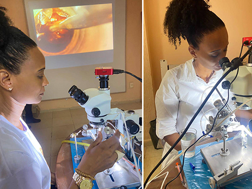 Apicultora quilombola se torna a 1ª mulher apta a fazer inseminação instrumental de abelhas na Bahia