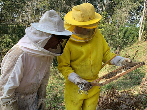 Klabin fortalece apicultura em municípios catarinenses
