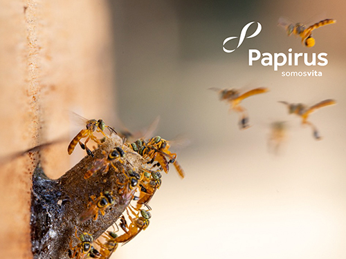 Papirus fortalece a biodiversidade com a manutenção de apiários em sua fábrica