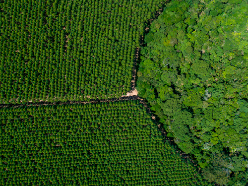 Suzano firma parceria com a CMAK AgroForest para impulsionar o desenvolvimento tecnológico no campo
