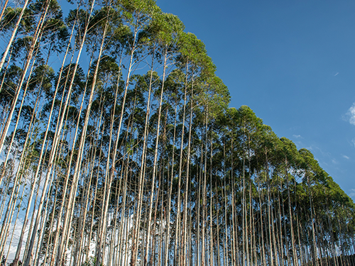 Arauco fortalece estratégia para enfrentamento às mudanças climáticas