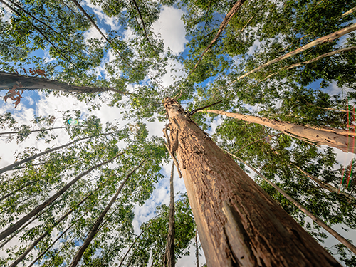 Bracell 2030 – um compromisso com a sustentabilidade