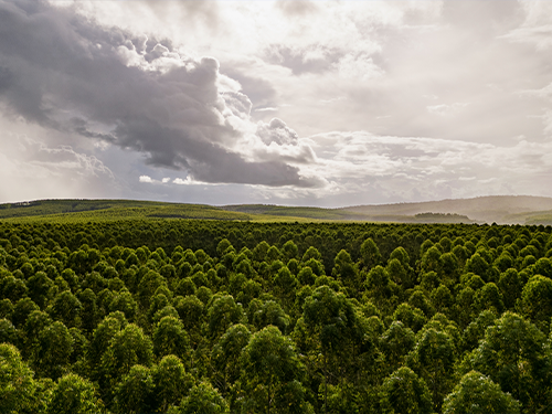 Veracel: Florestas de eucalipto e processos sustentáveis como aliados ao combate as mudanças climáticas