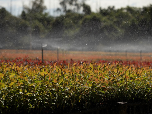 Sustentabilidade em cada etapa: como a Eucatex preserva a água e o meio ambiente