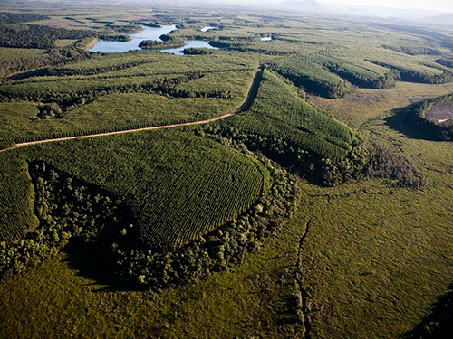 Suzano e Rainforest Alliance celebram parceria para fortalecer a conservação da biodiversidade no Pará