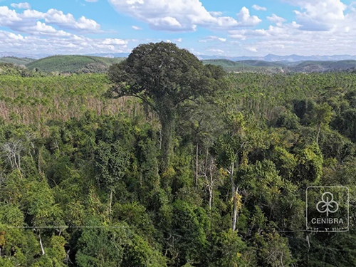 Maior árvore do Sudeste brasileiro, ameaçada de extinção, é descoberta na Mata Atlântica