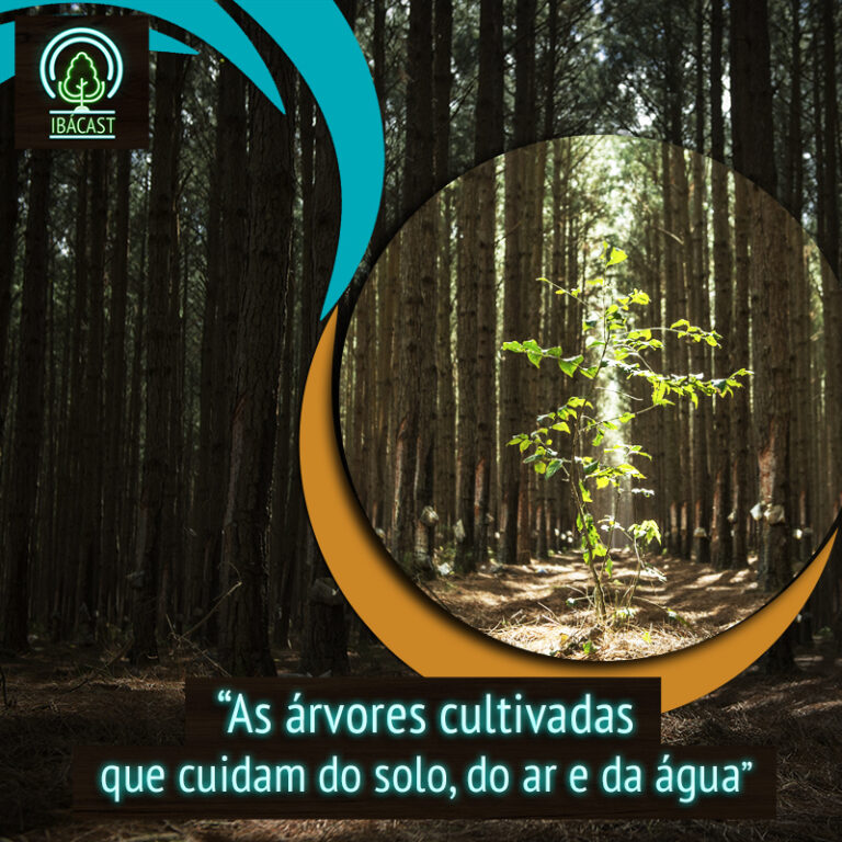 Episódio 26 – As árvores cultivadas que cuidam do solo, do ar e da água