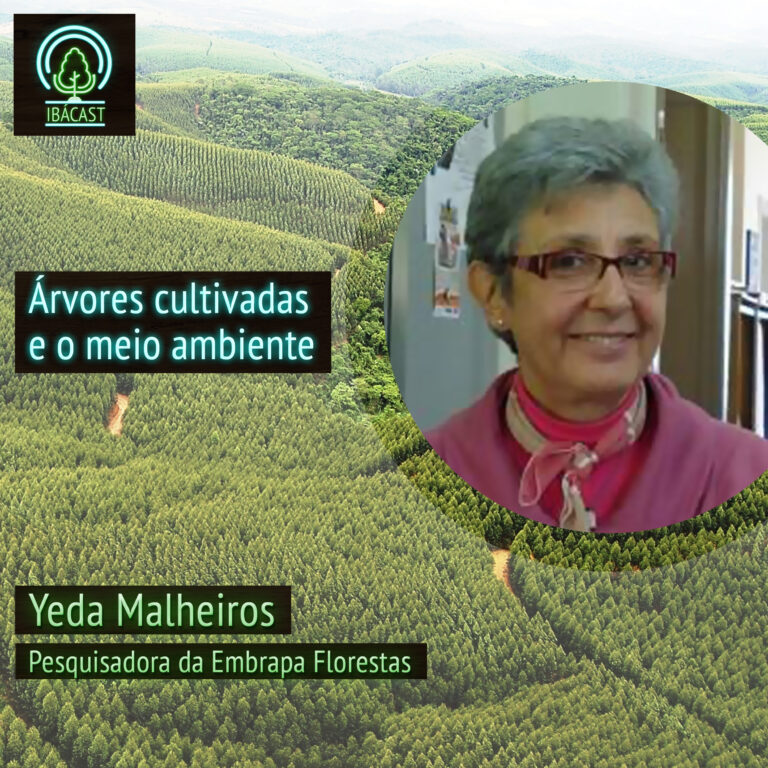 Episódio 31 – As árvores cultivadas e o meio ambiente