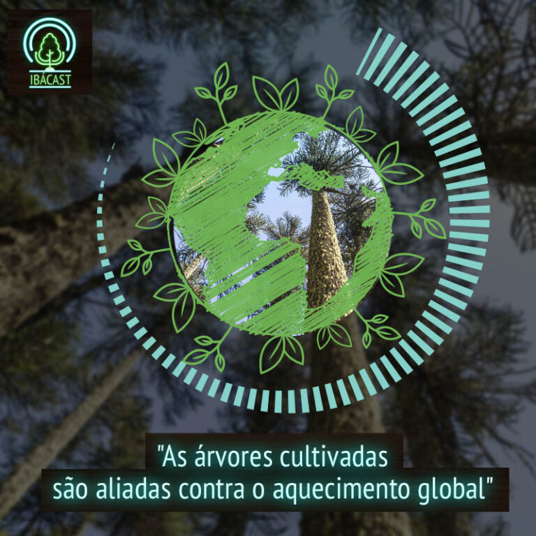 Episódio 37 – As árvores cultivadas são aliadas no combate ao aquecimento global