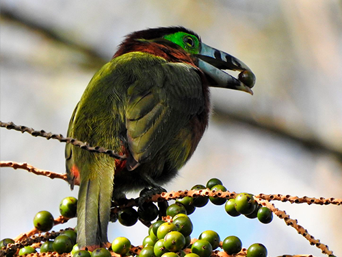 Suzano reforça compromisso com a biodiversidade por meio da conexão de mais de 100 mil hectares de florestas