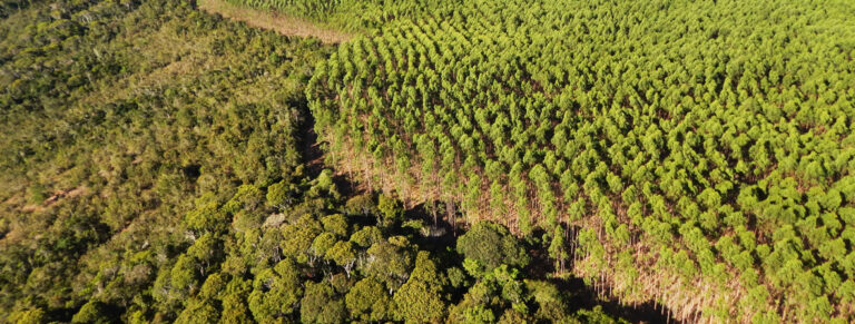 Mudanças climáticas: Bracell amplia conservação, reduz emissões de carbono e avança na transição para uma operação positiva para o clima