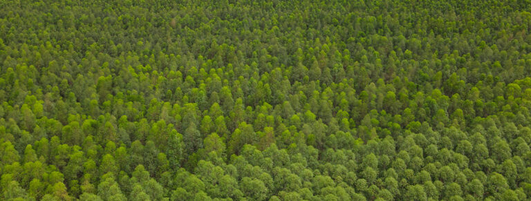 Eldorado Brasil Celulose impulsiona economia verde com soluções inovadoras e captura de carbono