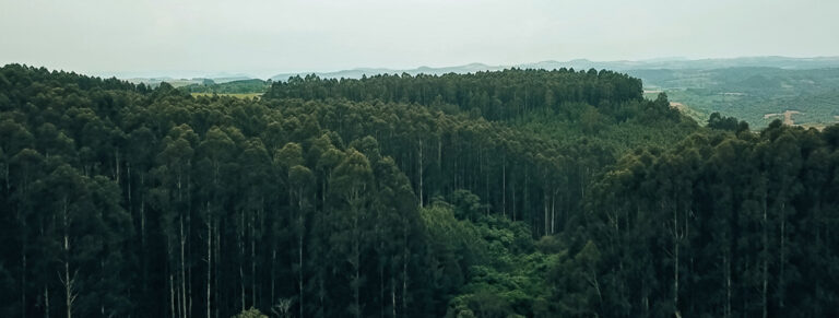 Ibema reforça estratégia de mitigação das mudanças climáticas com foco na gestão de riscos e no uso de recursos renováveis