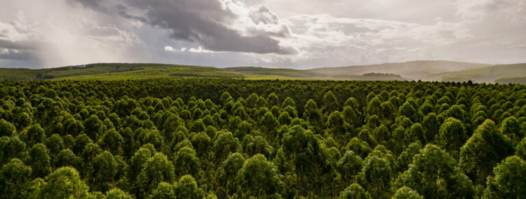 Veracel combina diferentes iniciativas para mitigar o impacto das mudanças climáticas