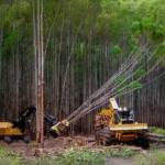 Produção florestal brasileira atinge R$ 44,3 bilhões e bate recorde histórico