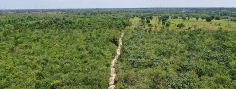 Acordo do Google para reflorestamento da Amazônia torna startup brasileira sua principal fornecedora de créditos de carbono