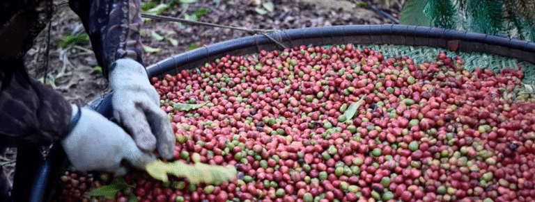 Cafeicultura capixaba: do programa de erradicação à euforia econômica