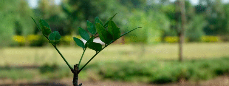 Como o setor de árvores cultivadas atua no âmbito social