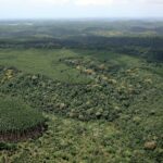Florestas fake: plantar árvores é o mesmo que preservar florestas?
