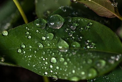 Veracel Celulose destaca trabalho de conservação ambiental para a segurança hídrica