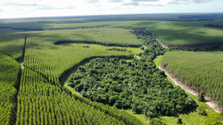 Quando o risco de incêndios se torna sistêmico: o que muda para indústrias baseadas na natureza