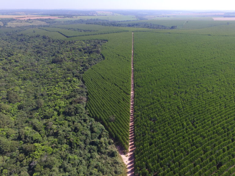 Como a Dexco avança na economia circular na indústria de base florestal