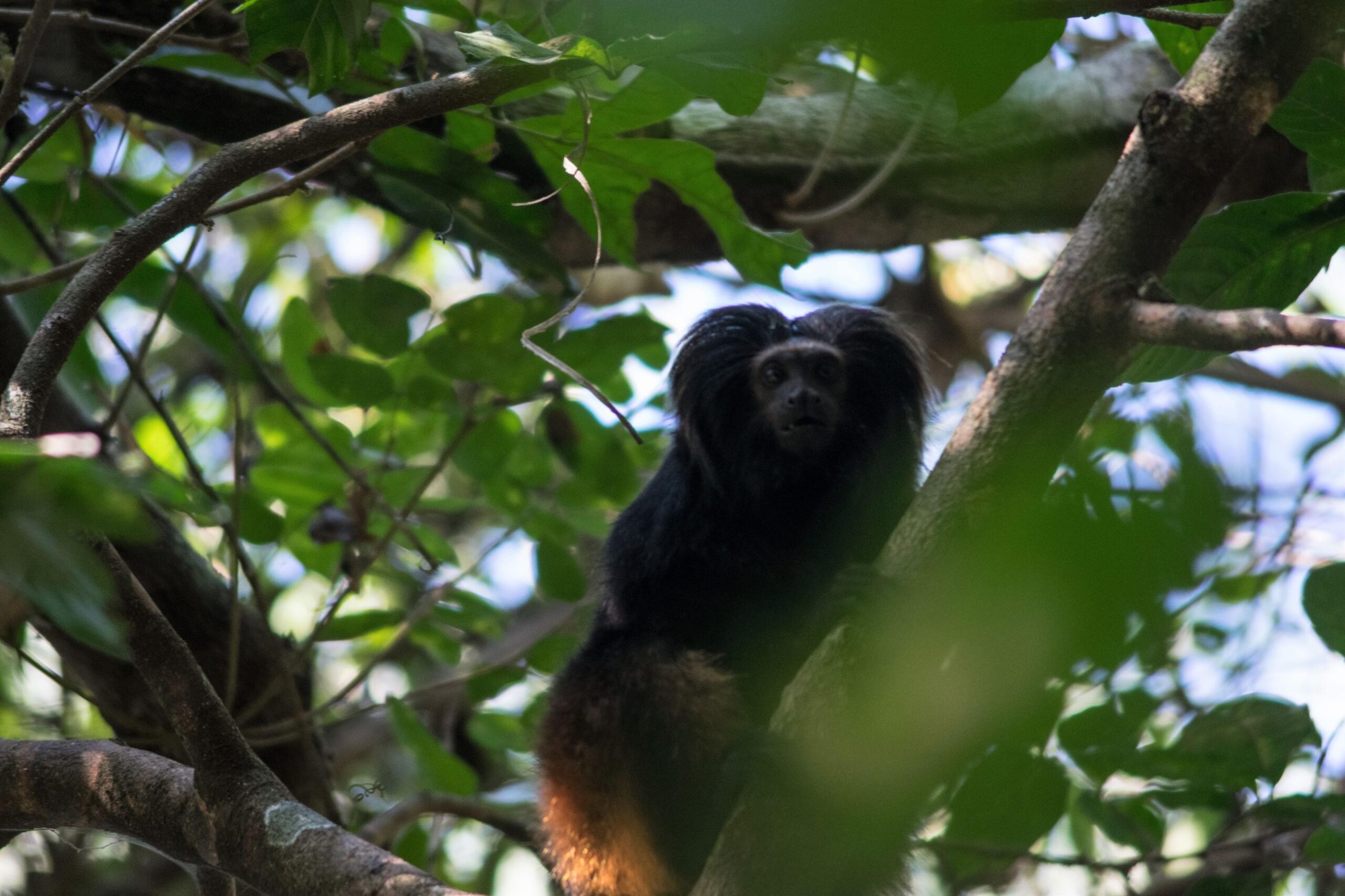 Dia da Biodiversidade: conheça 5 espécies protegidas pelo setor florestal - Item 3