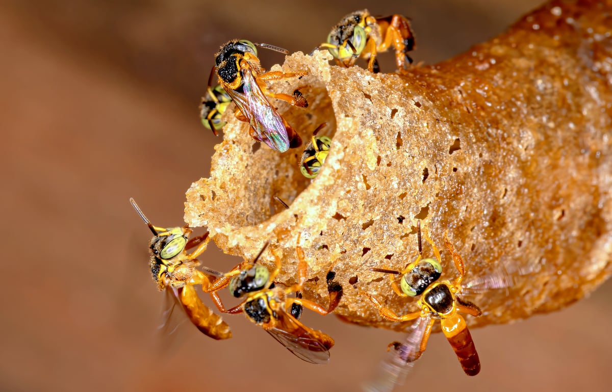Dia da Biodiversidade: conheça 5 espécies protegidas pelo setor florestal - Item 4
