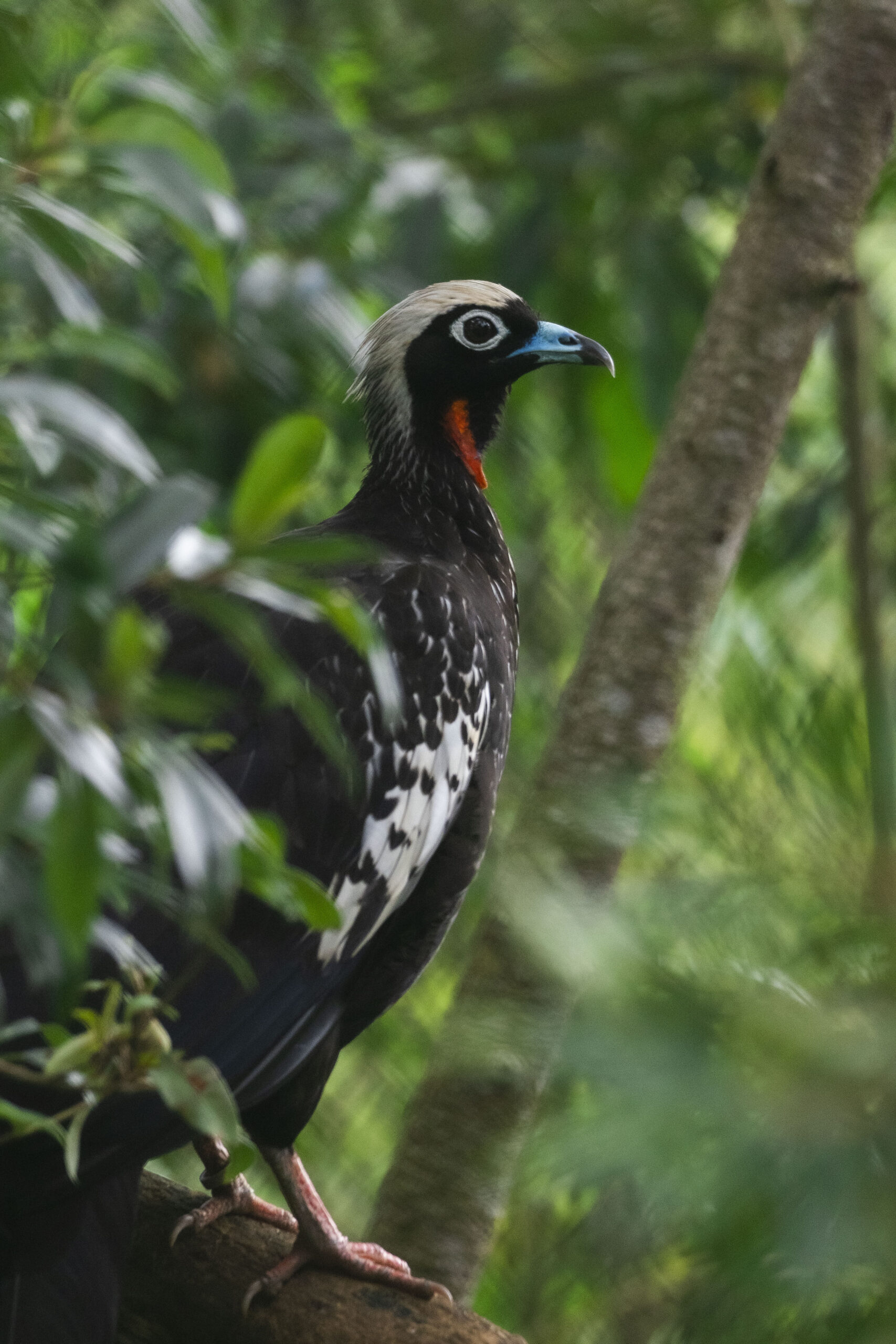 Dia da Biodiversidade: conheça 5 espécies protegidas pelo setor florestal - Item 2