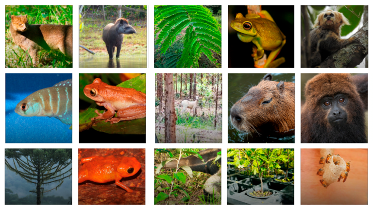 Dia da Biodiversidade: conheça 5 espécies protegidas pelo setor florestal
