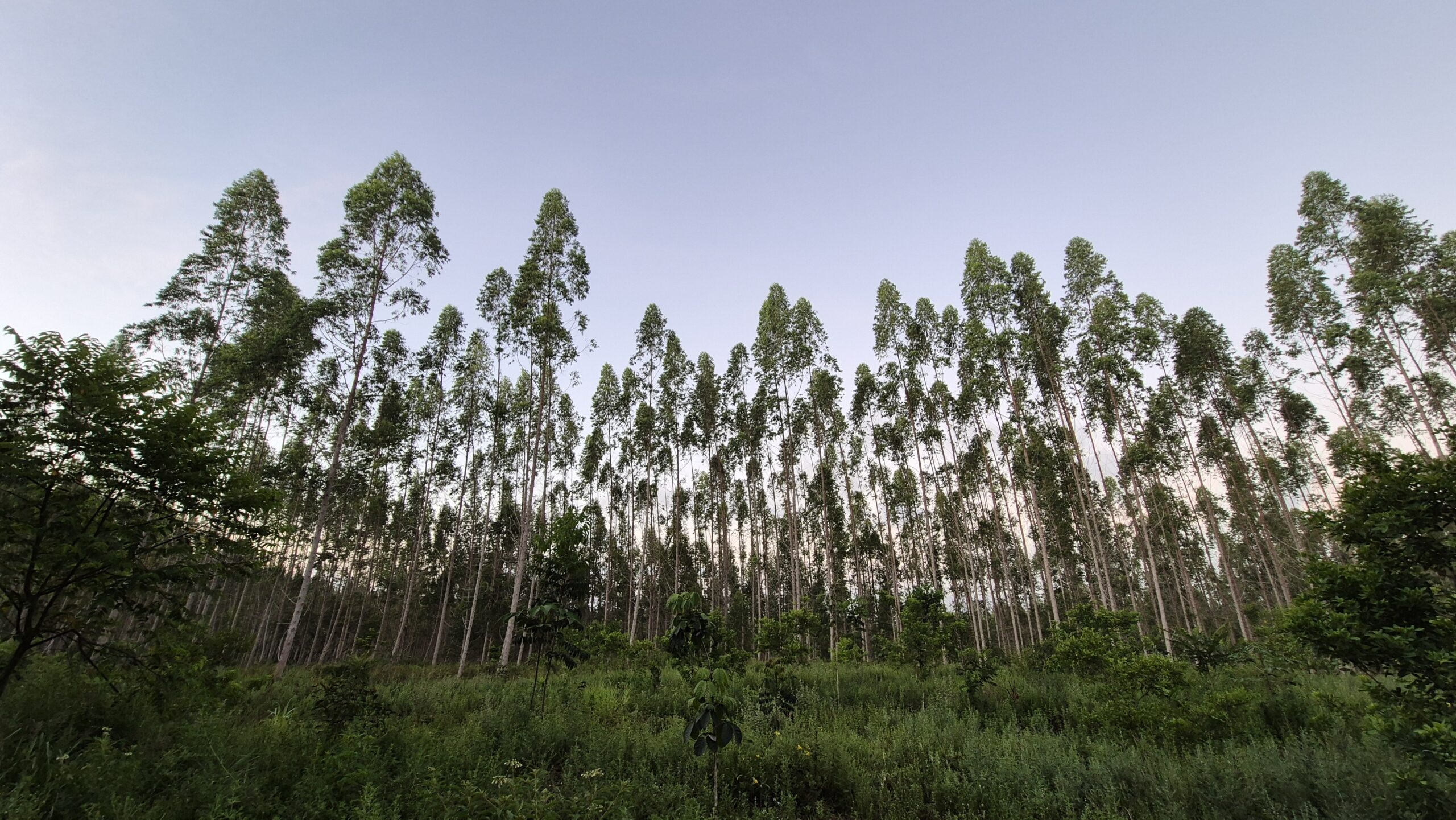 Setor brasileiro de árvores cultivadas planta 2,2 milhões de mudas por dia