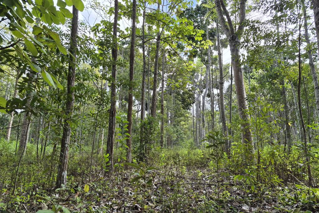 Empresas devolvem árvores quase extintas ao berço do desmatamento no Brasil