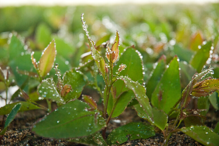 2,2 milhões de árvores plantadas por dia