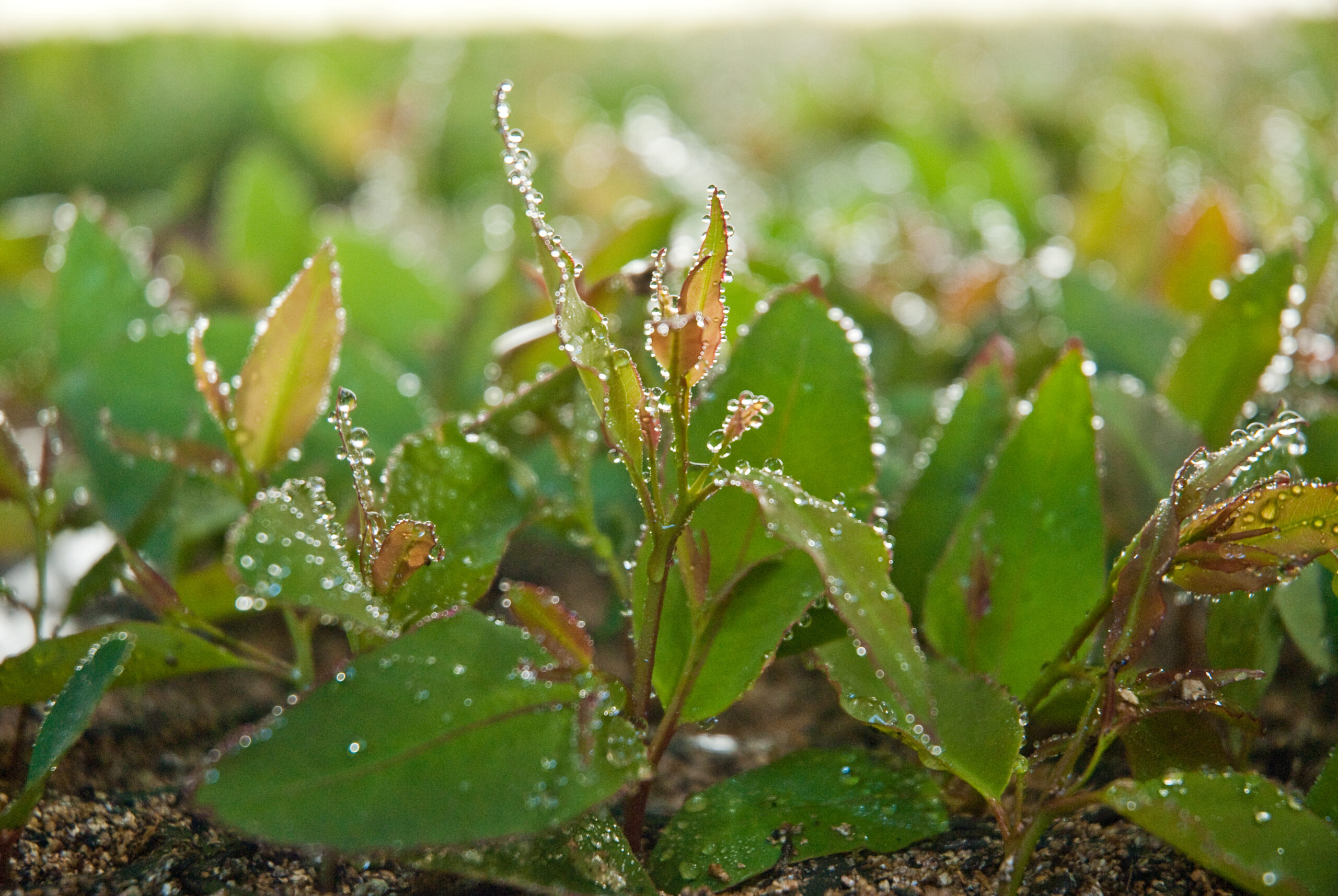 2,2 milhões de árvores plantadas por dia