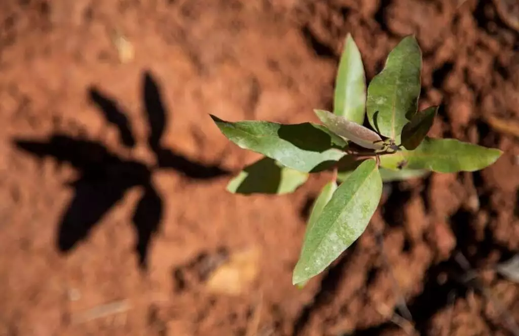 Vale da Celulose inicia produção de eucalipto que consome menos água