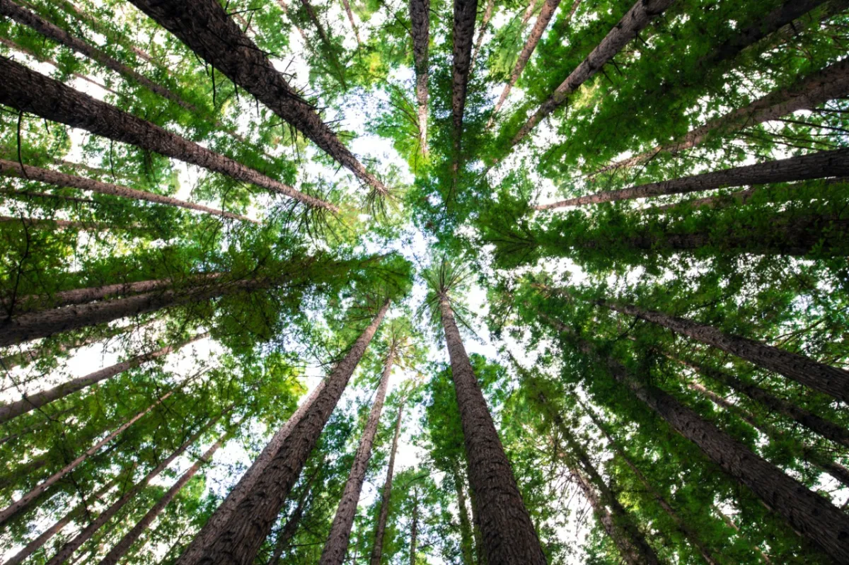 Setor de árvores cultivadas exporta US$ 7,5 bilhões no primeiro semestre