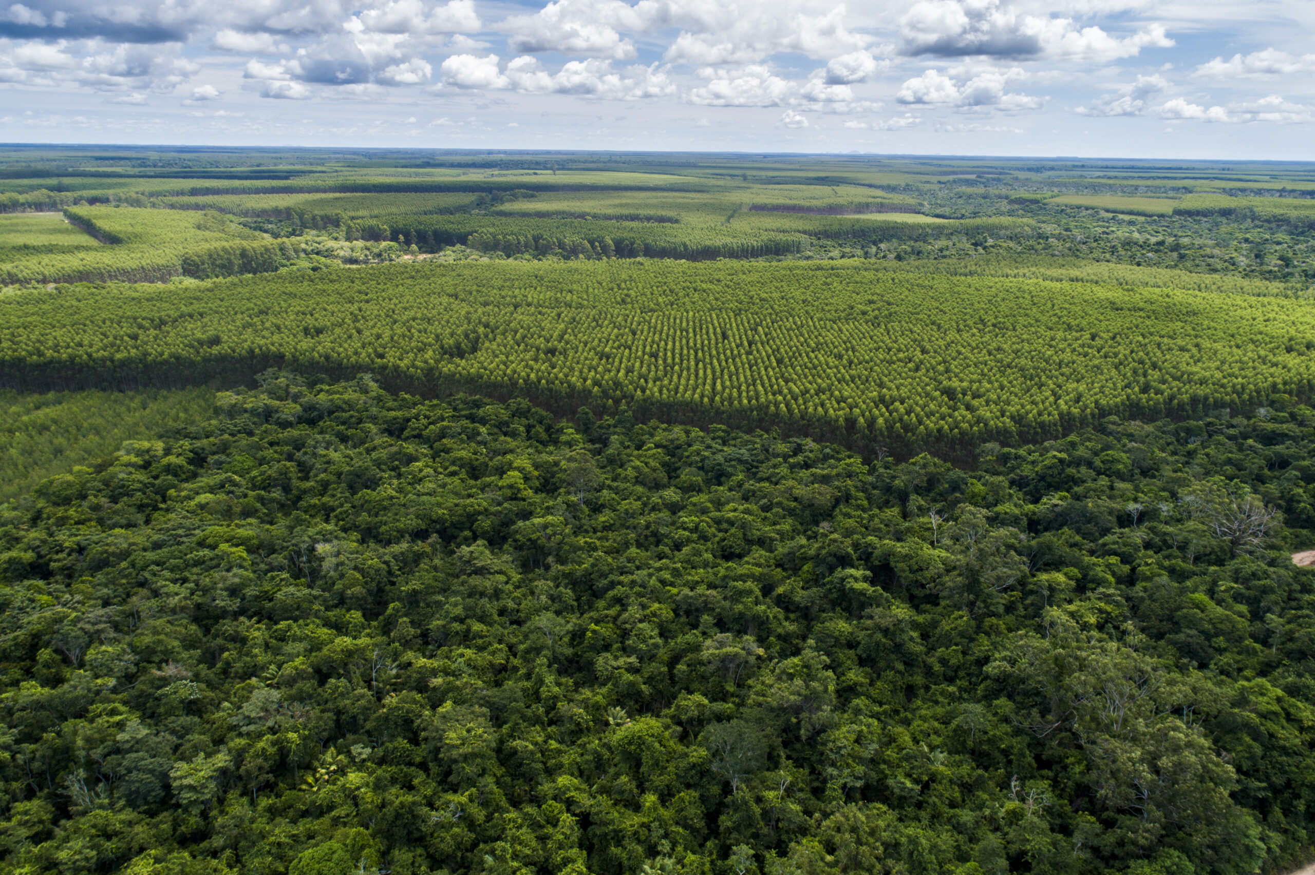 Setor florestal pode transformar potencial do mercado de carbono no Brasil