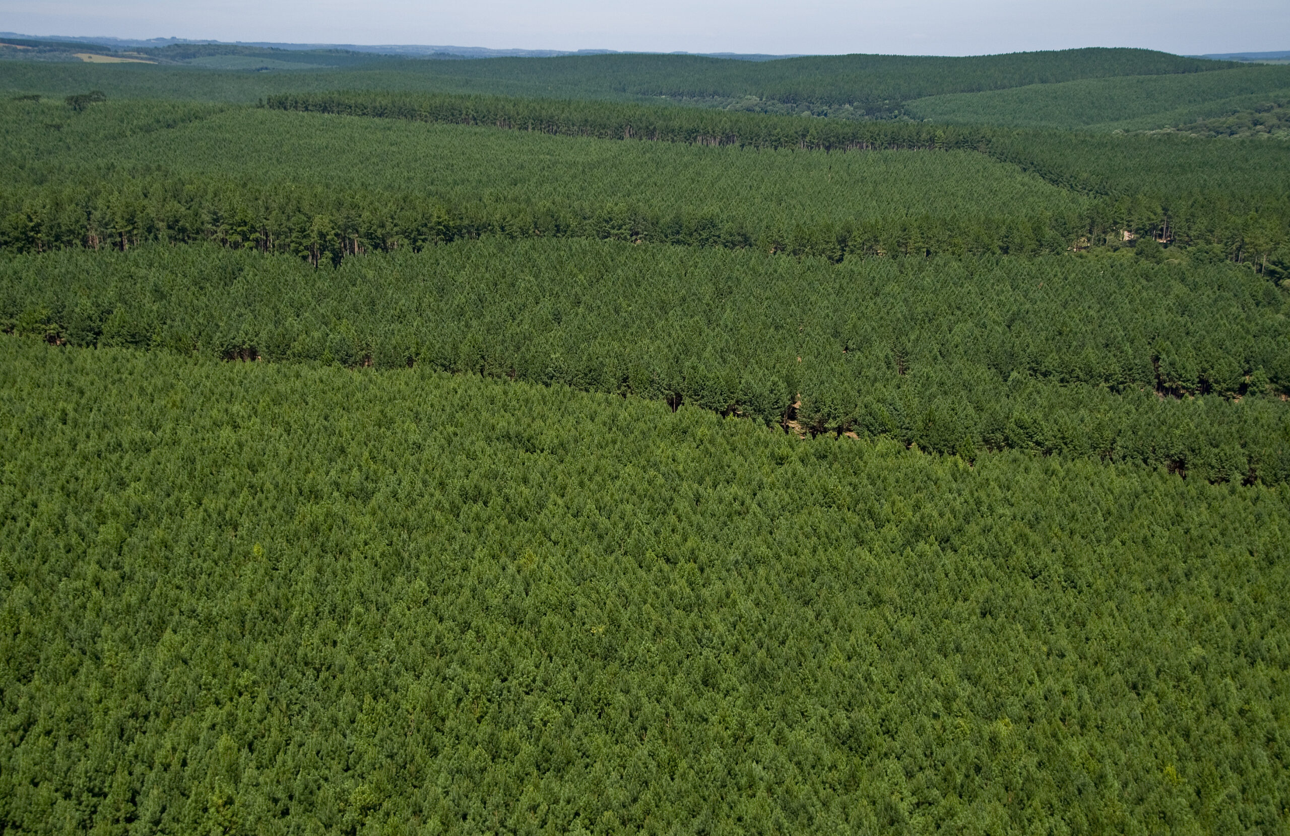 Madeira é destaque de MG na economia de baixo carbono