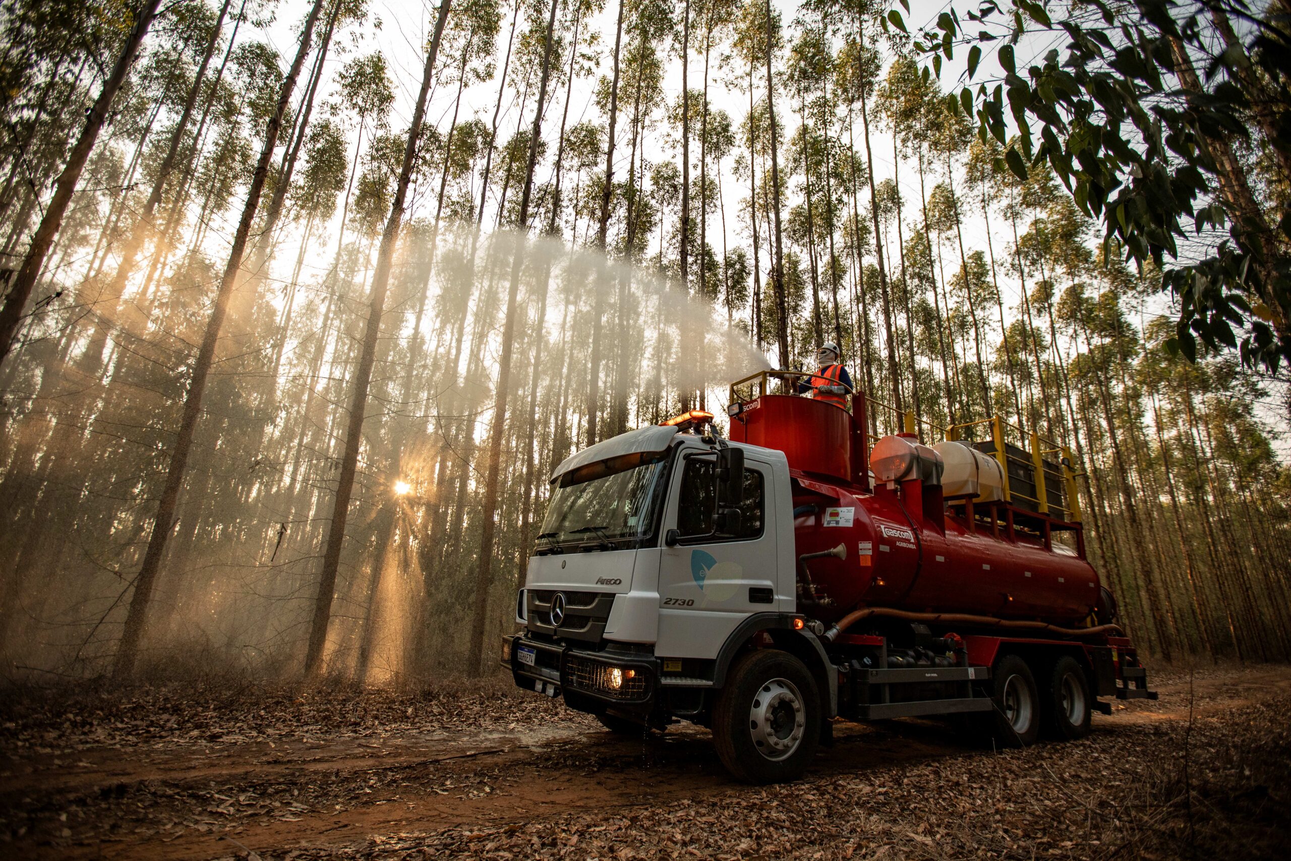 Eucatex | O eucalipto que gera produtos, conserva e transforma