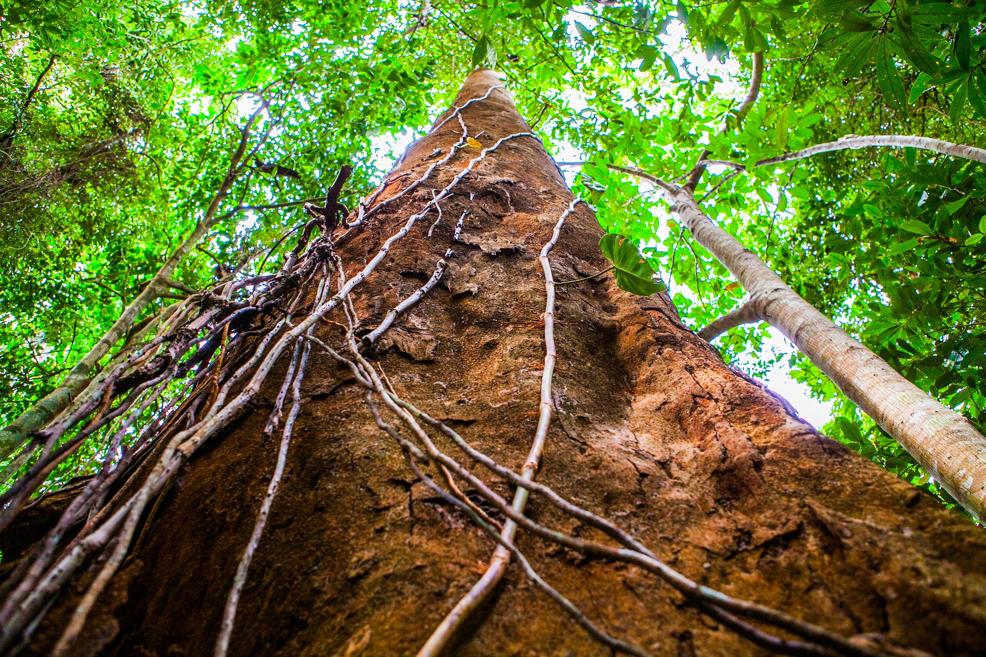 Como o modelo florestal da Veracel integra produção e conservação