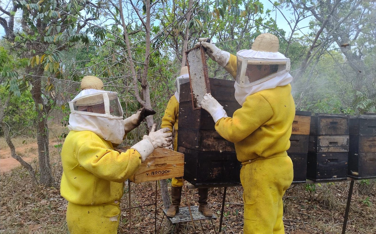 Apicultura impulsiona geração de renda e conservação ambiental em áreas de atuação da Suzano