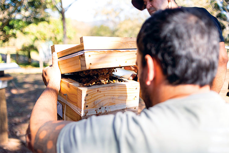 Apicultura e conservação: como as florestas da Sylvamo contribuem para a biodiversidade e a geração de renda
